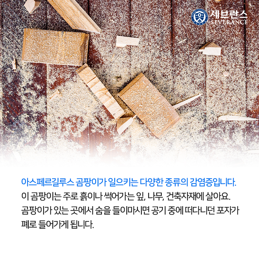 아스페르길루스 곰팡이가 일으키는 다양한 종류의 감염증입니다.  이 곰팡이는 주로 흙이나 썩어가는 잎, 나무, 건축자재에 살아요.  곰팡이가 있는 곳에서 숨을 들이마시면 공기 중에 떠다니던 포자가 폐로 들어가게 됩니다.