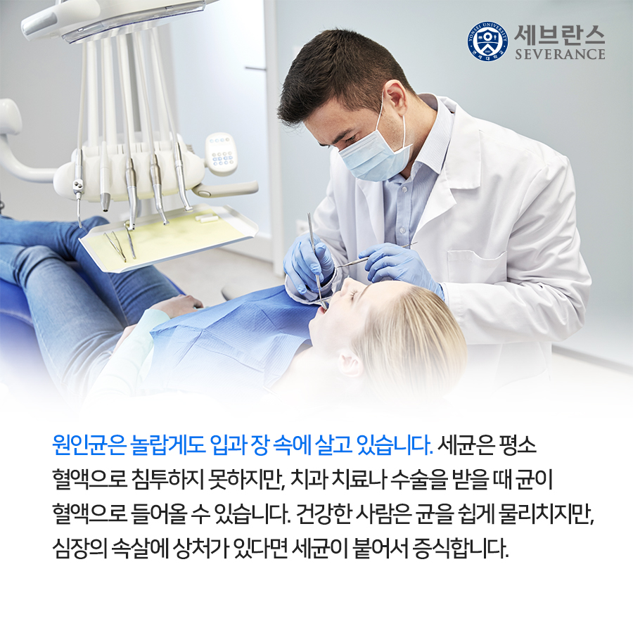 원인균은 놀랍게도 입과 장 속에 살고 있습니다. 세균은 평소 혈액으로 침투하지 못하지만, 치과 치료나 수술을 받을 때 균이 혈액으로 들어올 수 있습니다. 건강한 사람은 균을 쉽게 물리치지만, 심장의 속살에 상처가 있다면 세균이 붙어서 증식합니다.